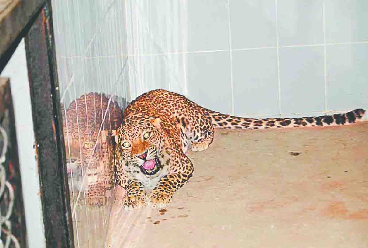 Etawah Lion Safari's door for tourists to open in June