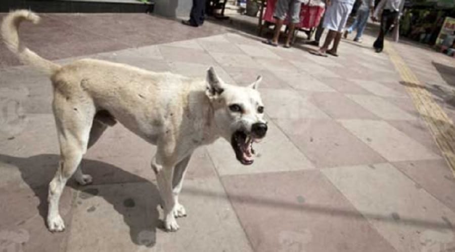 dogs killed innocent child at muzaffarnagar