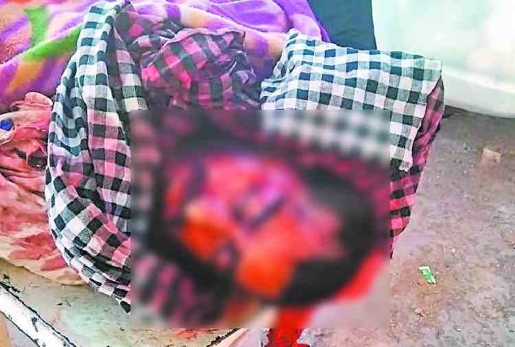 panchkula man died in fight of two ox on road