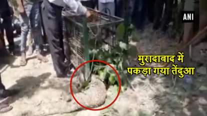 INJURED LEOPARD STRAYS INTO VILLAGE OF MORADABAD ATTACKS PEOPLE RESCUED IN END