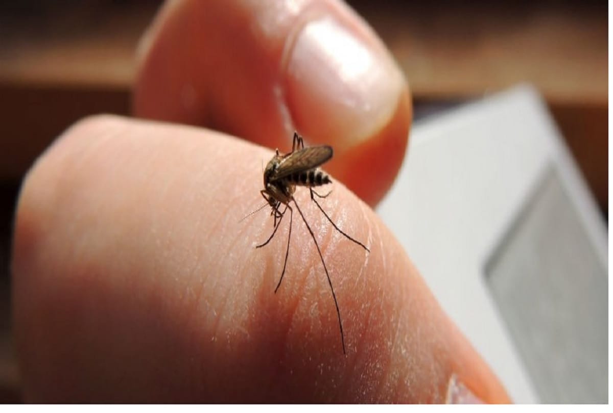 To kill mosquitoes are deadly for humans, only 3% are dangerous