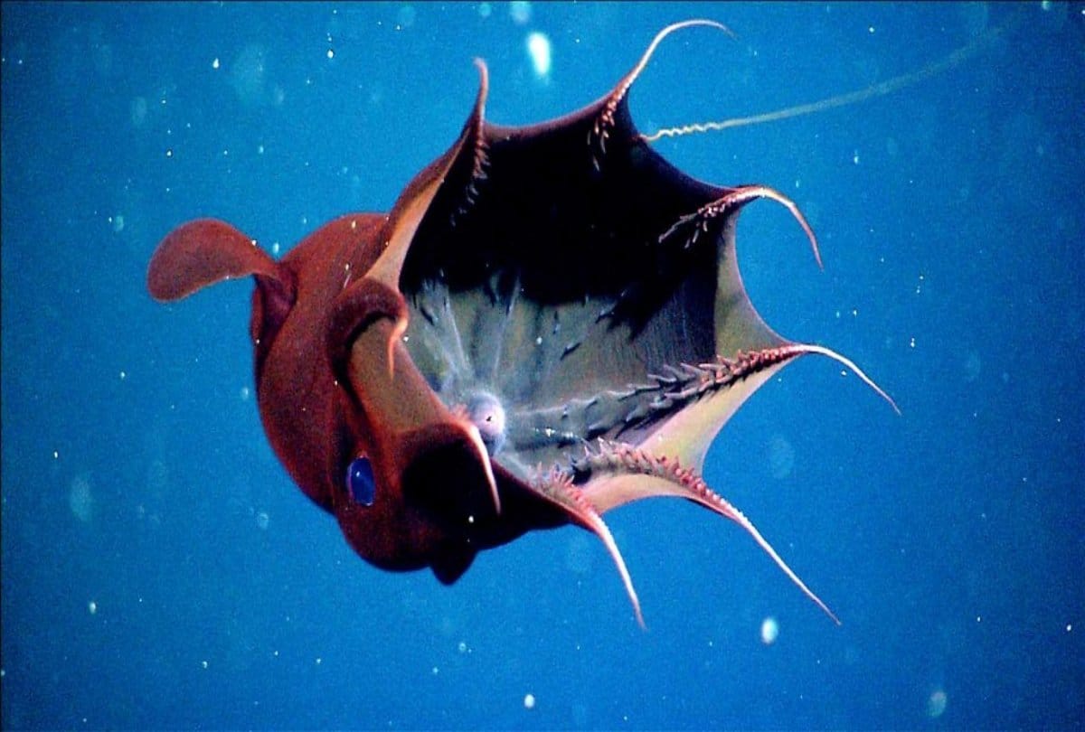 Know about the great vampire squid