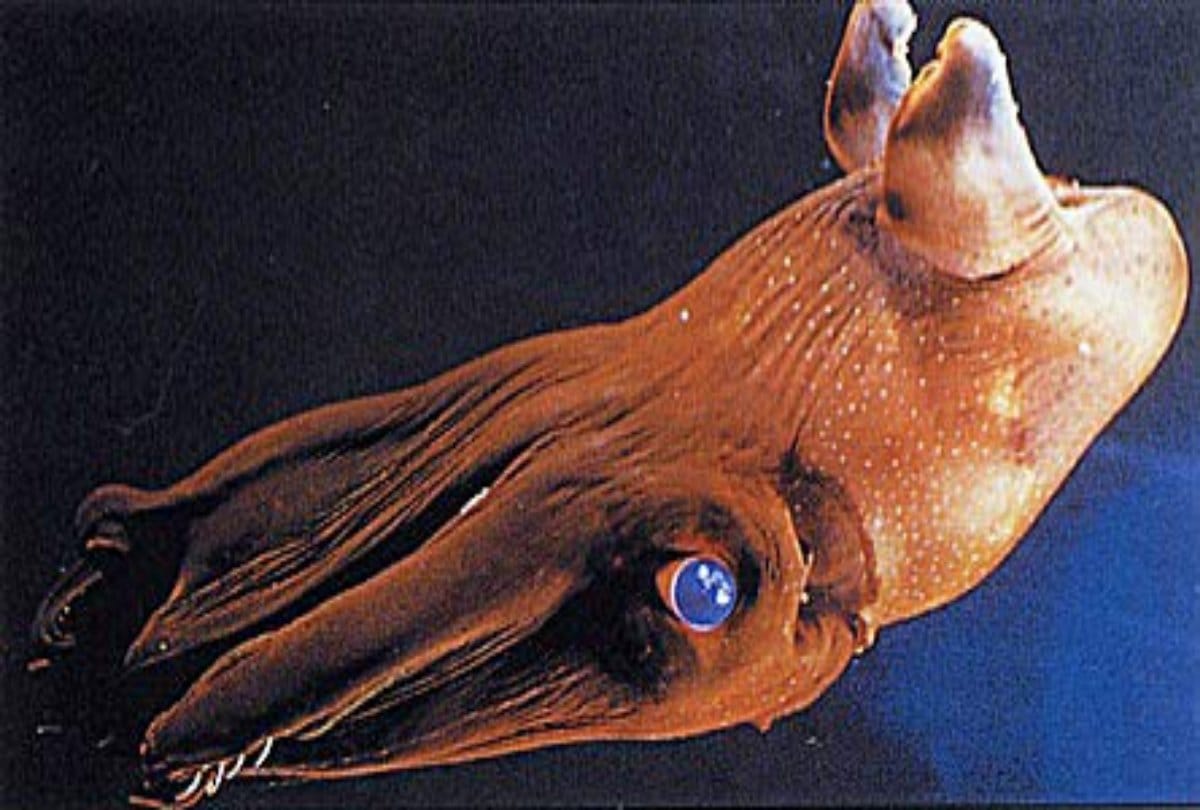 Know about the great vampire squid