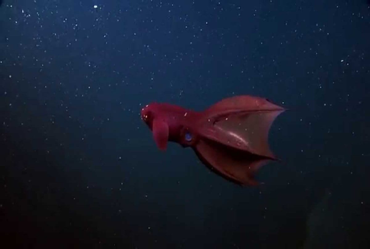 Know about the great vampire squid