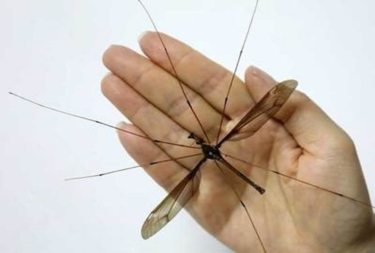 Scientist discovered the worlds biggest mosquito in China