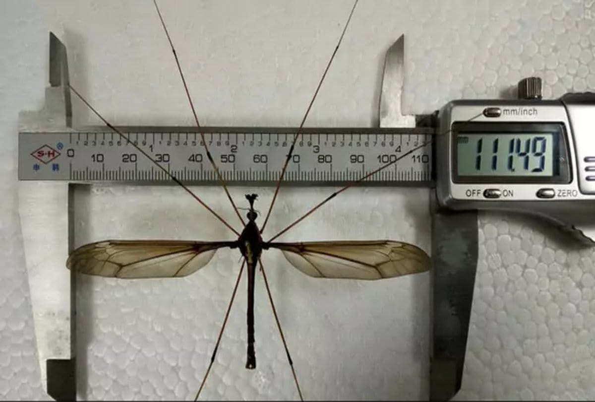 Scientist discovered the worlds biggest mosquito in China