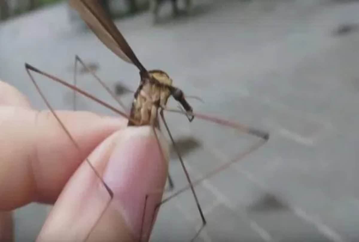 Why do mosquito buzzing is always be a irritating voice for the ears