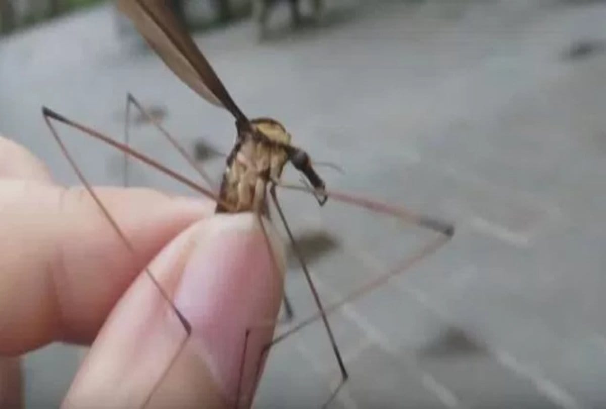 Scientist discovered the worlds biggest mosquito in China