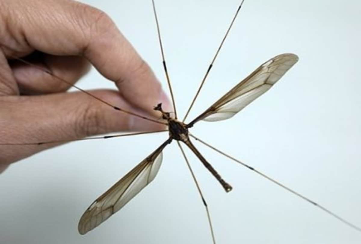 Why do mosquito buzzing is always be a irritating voice for the ears