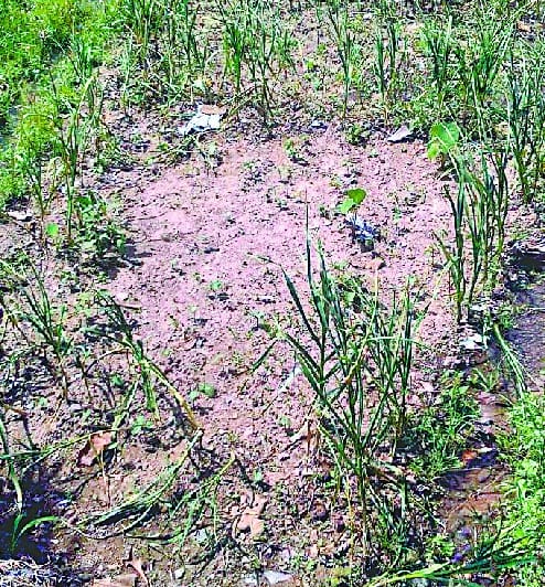 Dry the villagers' crops by putting chemicals in the river