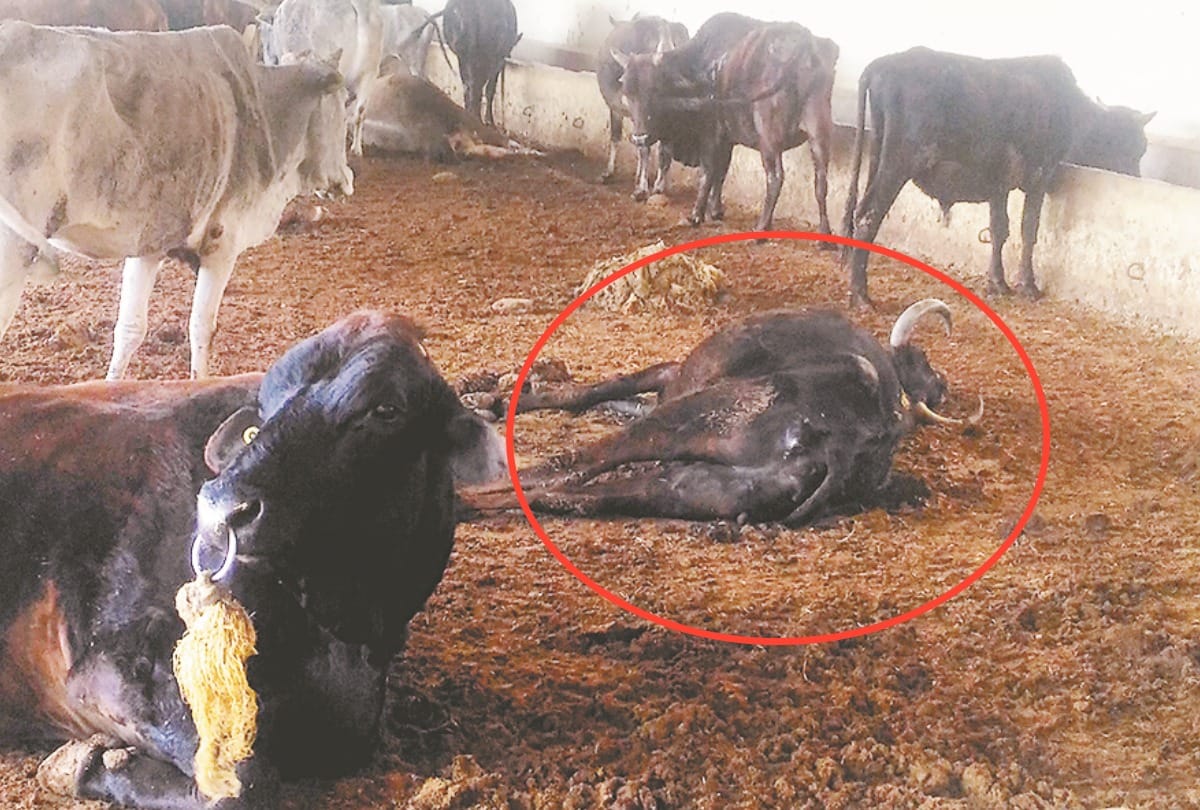 30 cows died in gausadan at kangra himachal pradesh