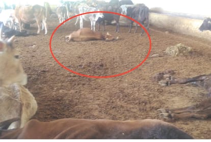 30 cows died in gausadan at kangra himachal pradesh