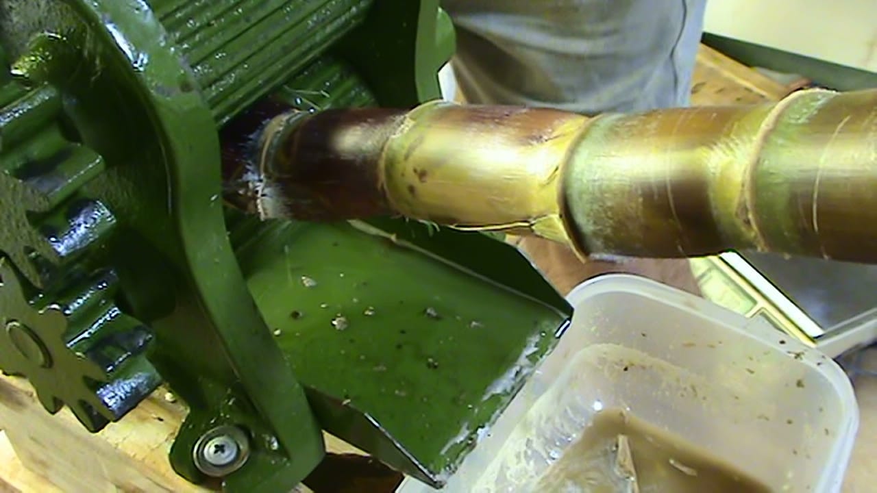 Sugarcane juice important information about danger for your health
