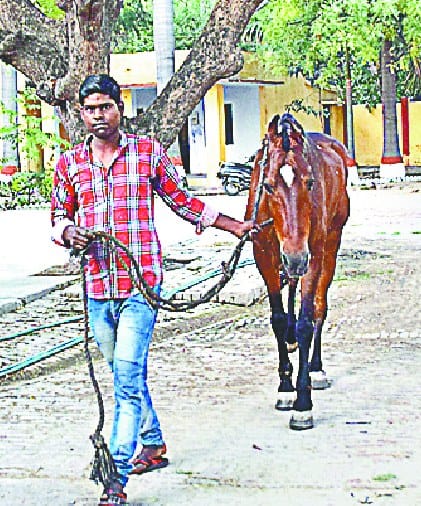ghore taiyaar, nahi hai khursavaar