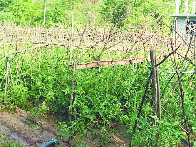 बारिश और ओलावृष्टि से खेतों में सब्जियां खराब