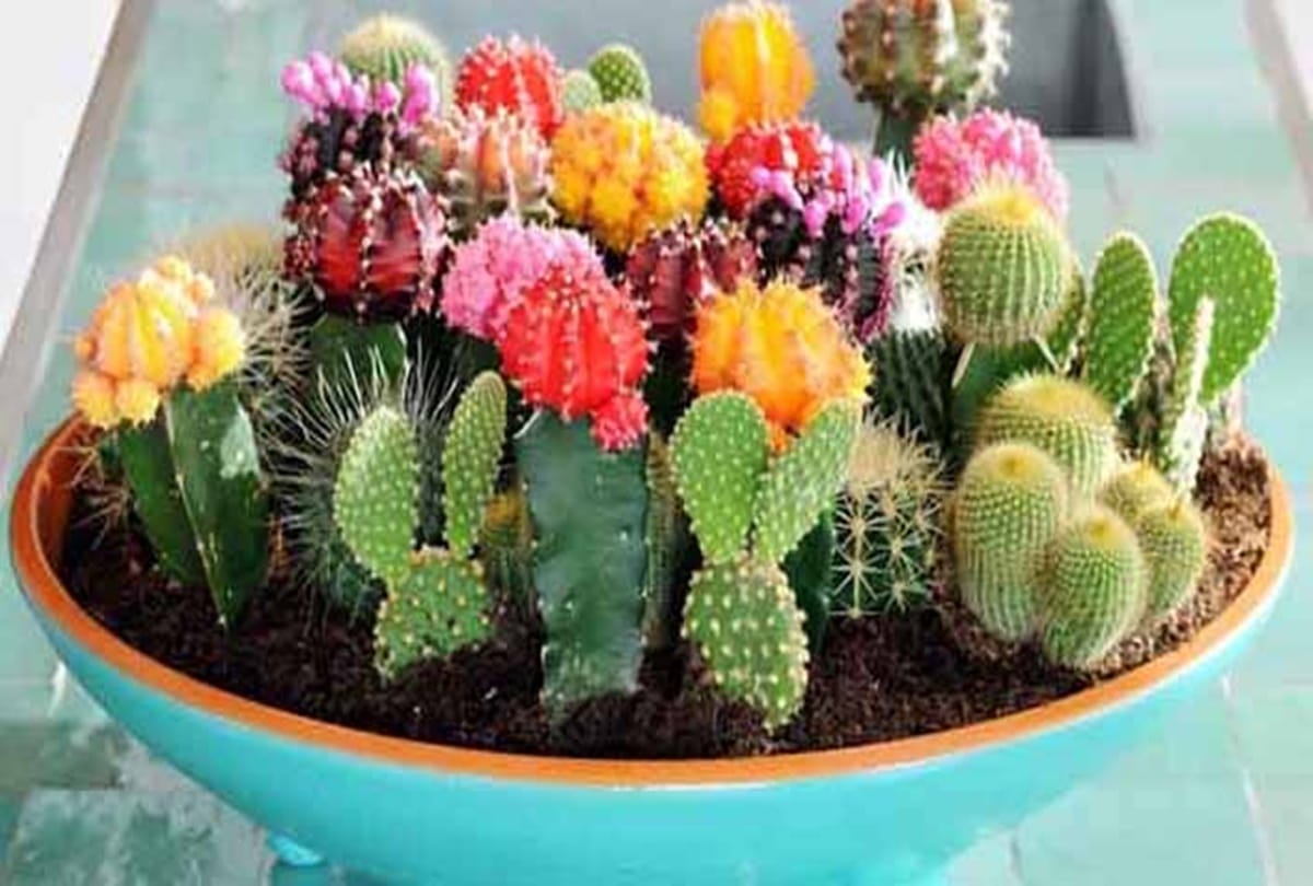 according to vastu do not keep thorn plant in your house
