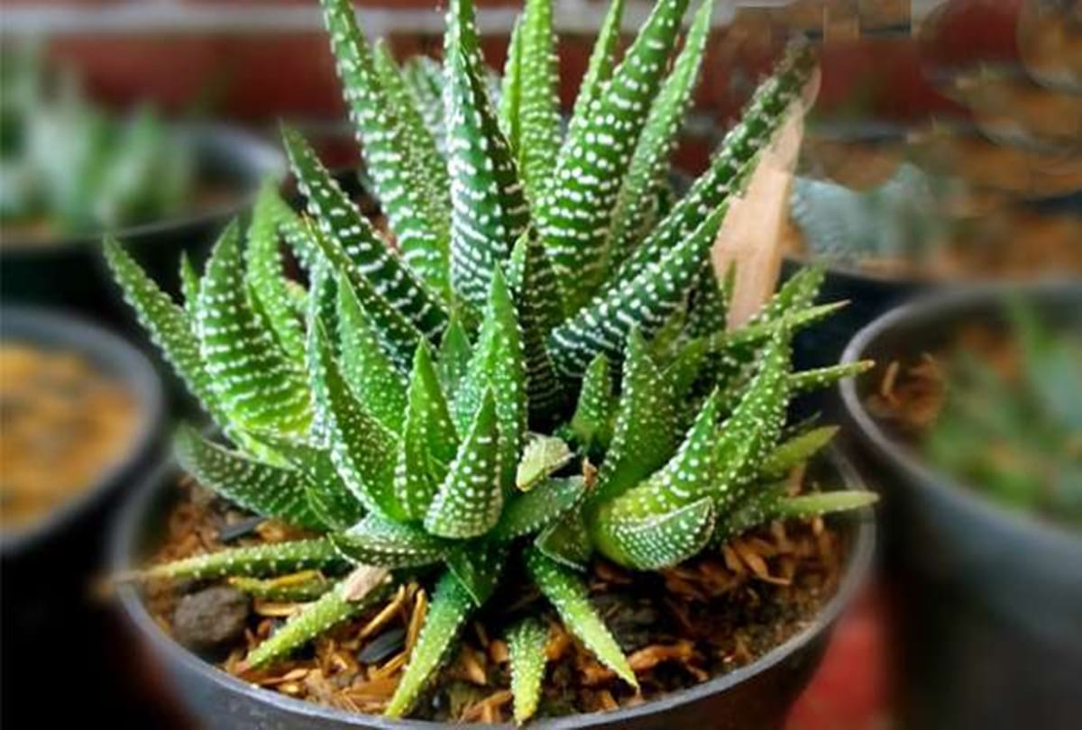 according to vastu do not keep thorn plant in your house
