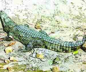 Crocodile found near river