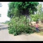सिलुआपुर मार्ग पर आंधी में गिरा पेड़।