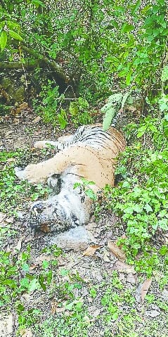 Tiger body found in the Serpentine range