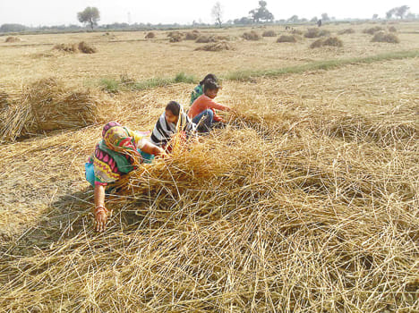 Storm-water devastation, 150 bigha cut wheat crop
