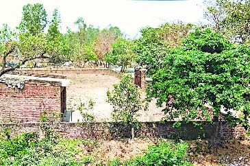 insects destroying crops of Mentha after Arhar