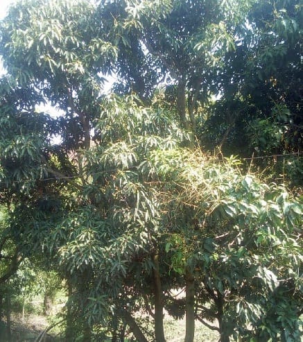 Hails damege farmers'crops