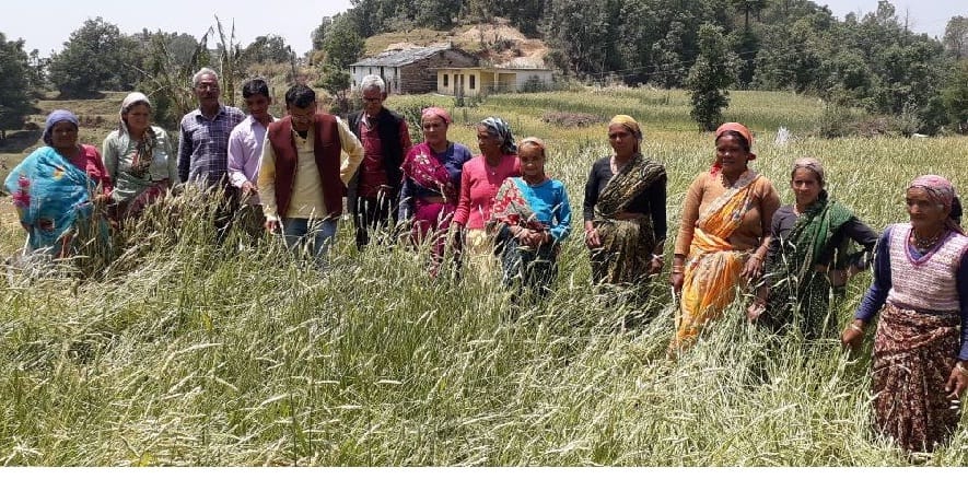 Widespread damage to crops in huapi from hail