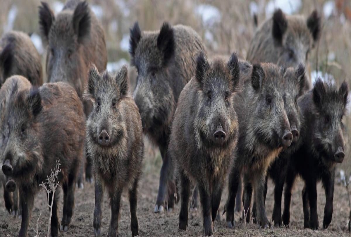 50 wild boars killed at Dundigal IAF base in Hyderabad