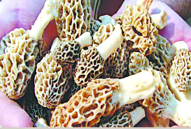 नौ हजार किलो बिक रही गुच्छी