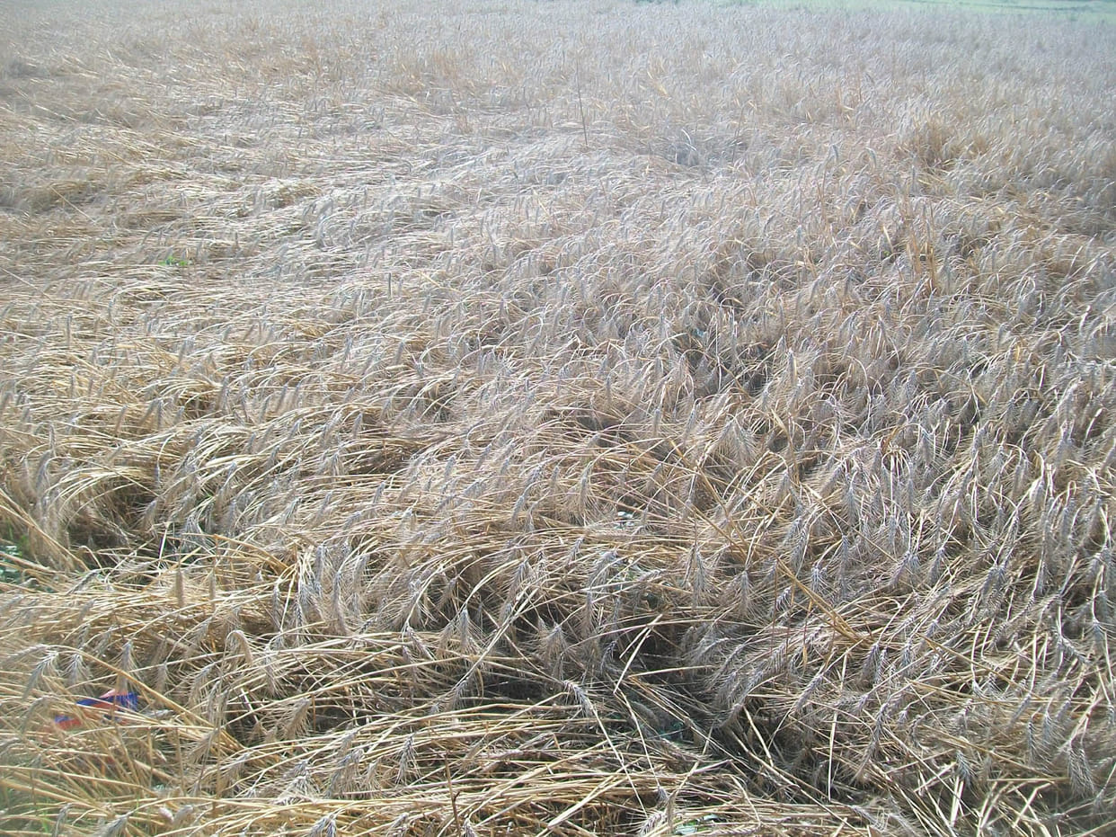 Gale, rain loss, farmer's death