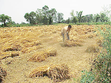 Rain breed for zayed crops