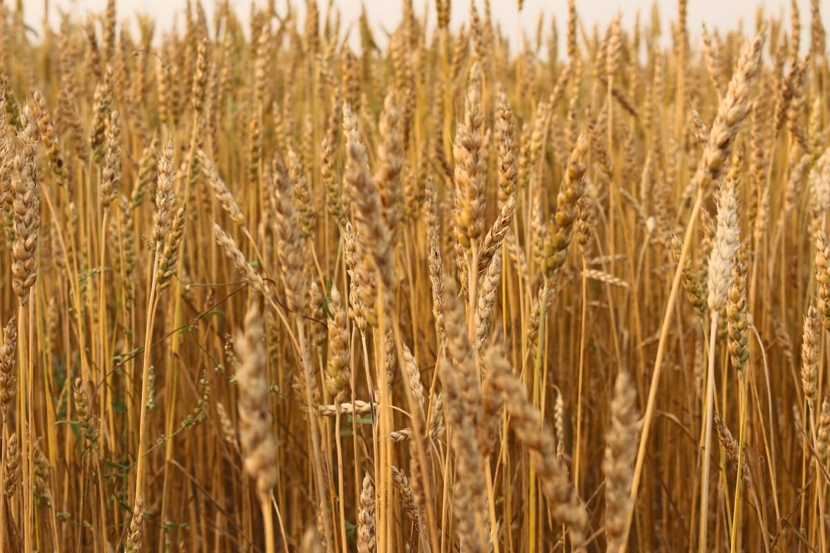 WH 1184 variety of wheat best for Haryana
