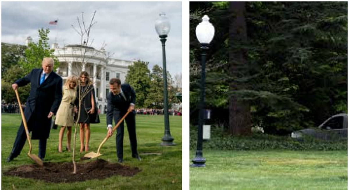 macron and trump planted a tree at white house, now missing, mystery ensued