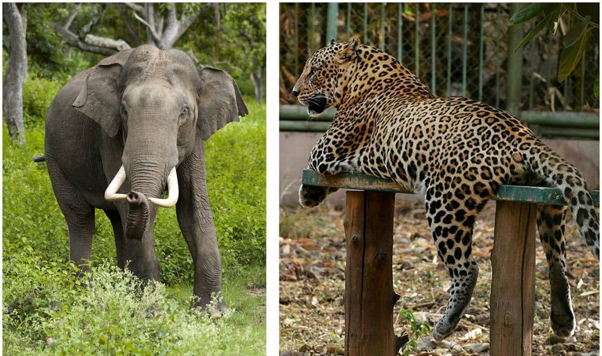 compensation of five lakh will be given on the death due to wild animals attack