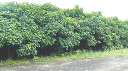 Stubborn Jatropha does not make any changes, read in one click