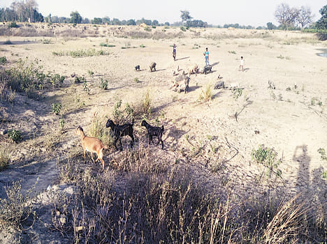 Water pond for ponds, cattle cause increased