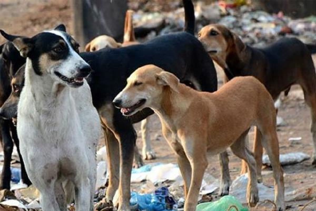  it alleges that Dog meat found in many Kolkata eateries