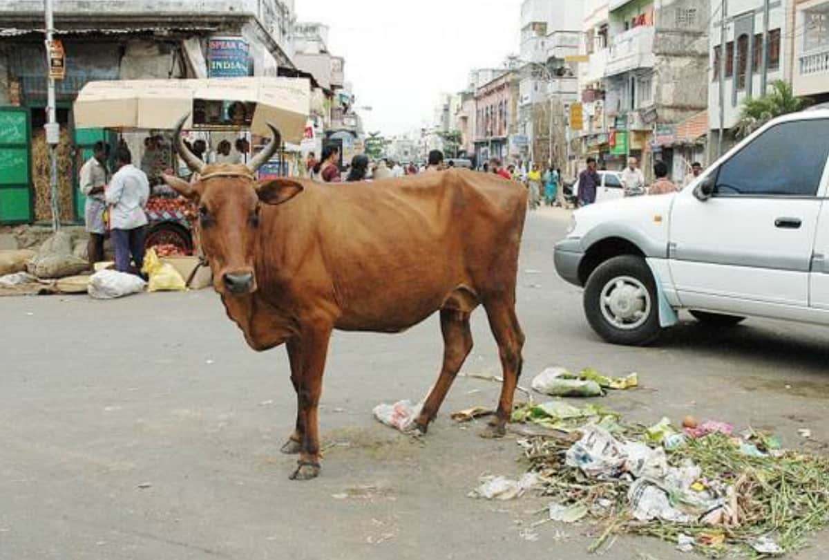 ठंड की भेंट चढ़ा गौवंश, अभियान की खुली पोल