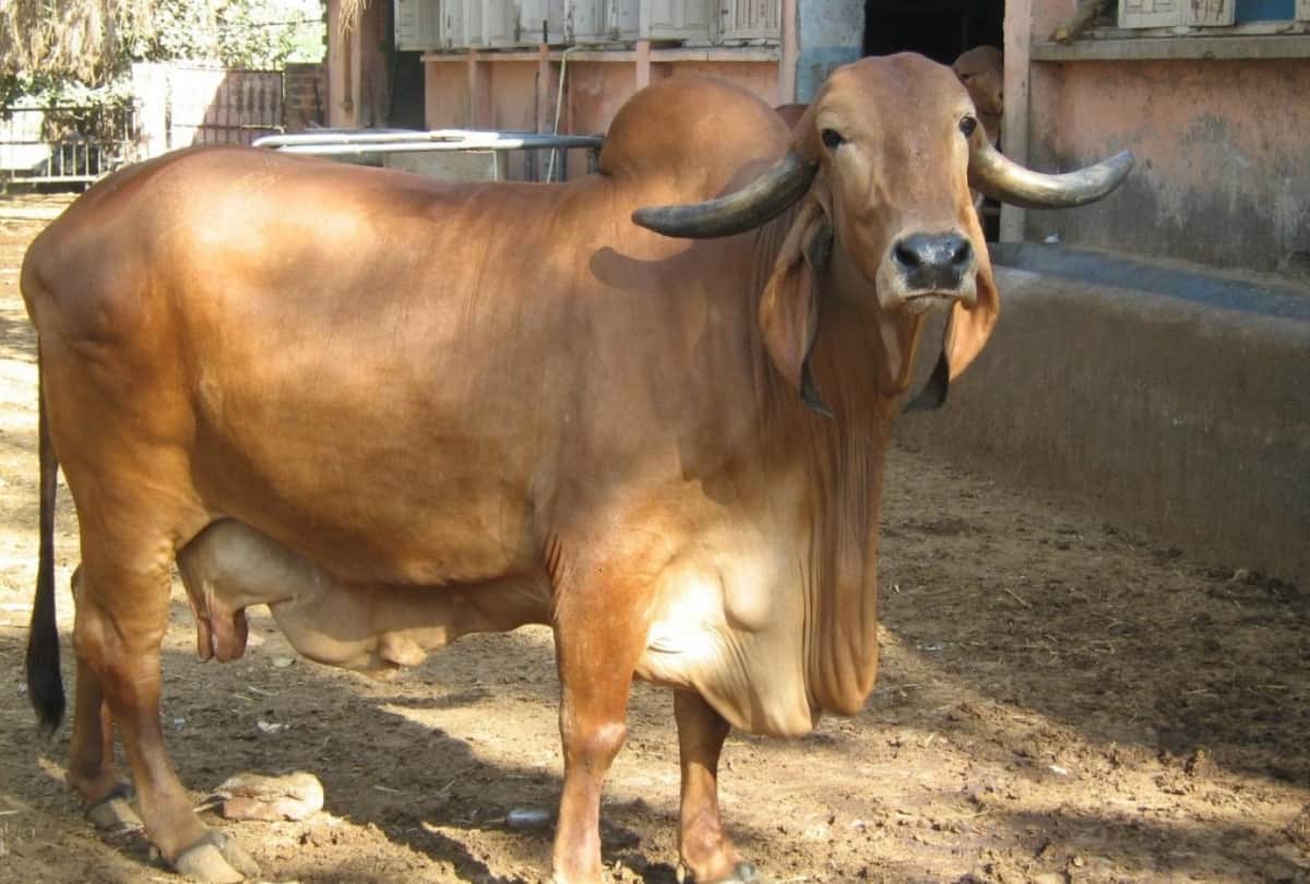 Shani jayanti 2018 rare coincidence solution for good luck, Dehradun