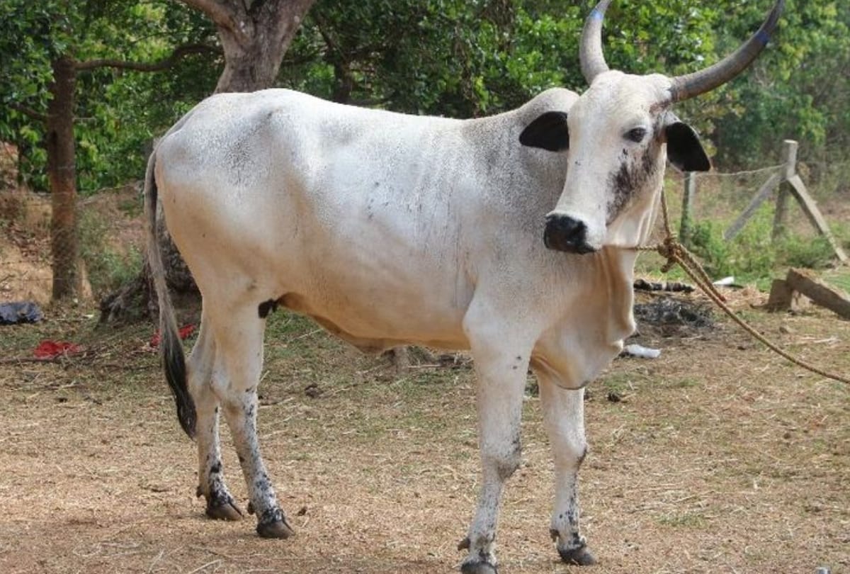 why muslims of uttar pradesh stopped slaughter of cows on bakrid