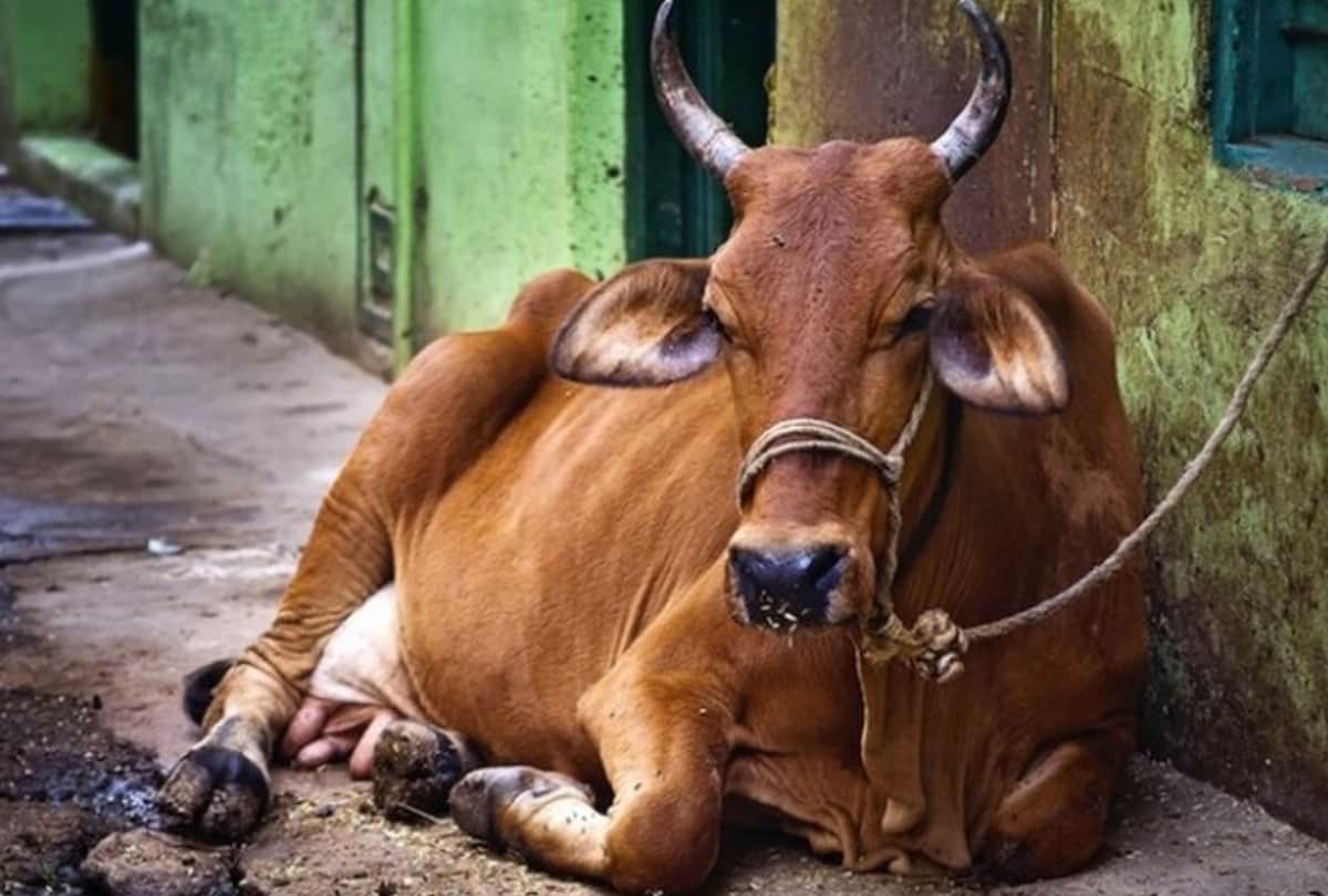 many people lynched by mob on suspicion of cow smuggling in country