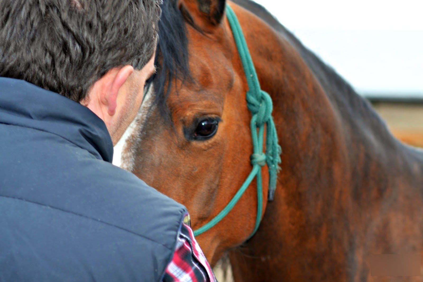 Amazing Facts about Human Face reader animal horse