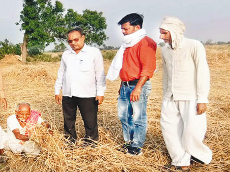200 bigha wheat clusters blown up