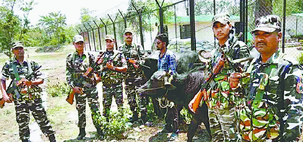 nepali arrested with baffalo