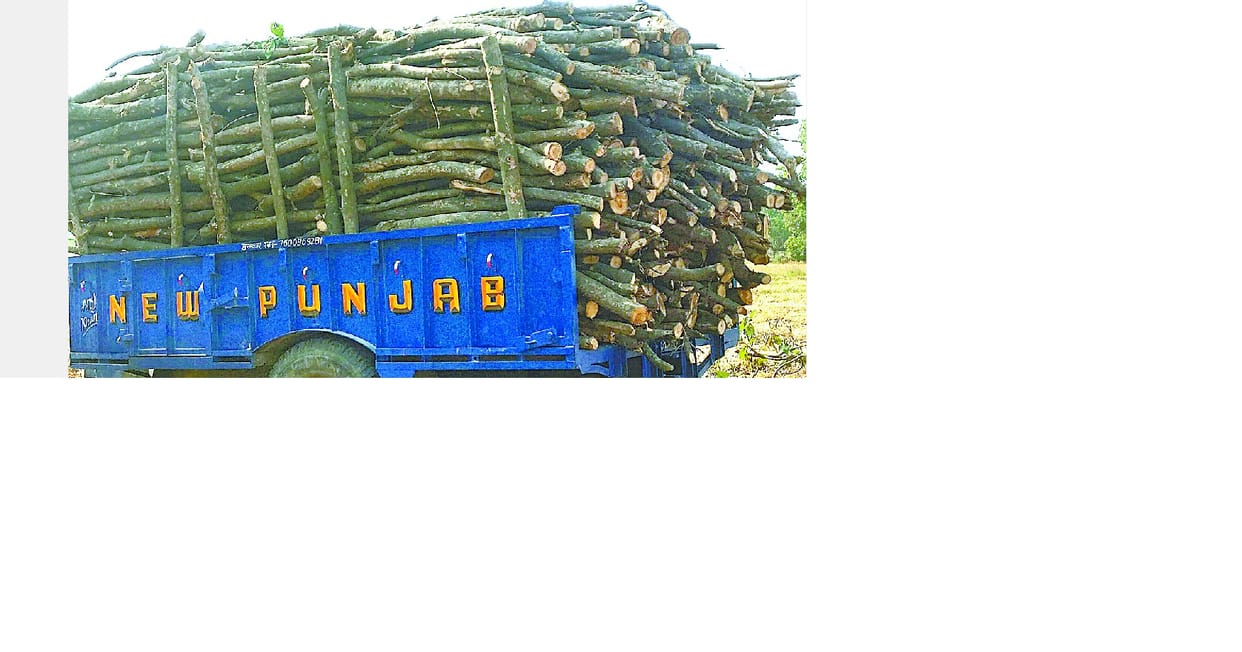 75 Teakwood Tree has been wasted
