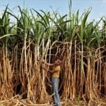 sugarcane farmers