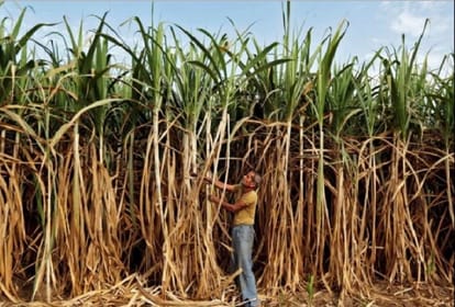 Price of sugarcane seeds go down.