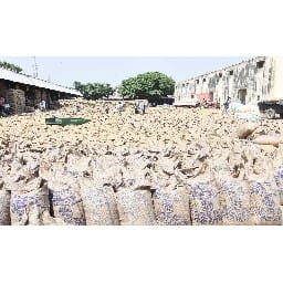 the mandi committee has kept open wheat