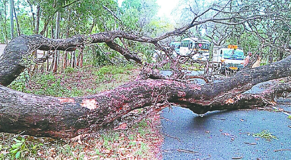  Broken electric lines in the storm, crushed pillars